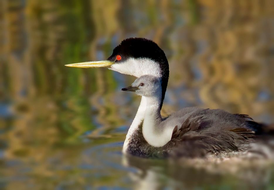 Western Grebe Water Bird